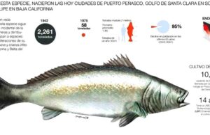 Desarticulan el «Cartel de la Totoaba» en el Golfo de California